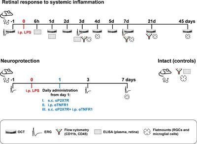 Retinal response to systemic inflammation differs between sexes and neurons